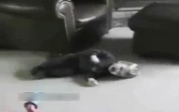 Cậu bé ăn vạ giỏi nhất thế giới